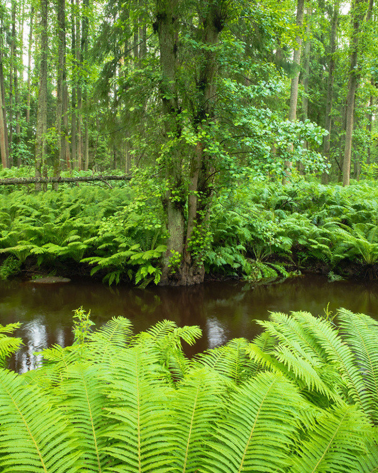 Объектив Sigma 20-200mm f/3.5-6.3 DG Contemporary for Sony E