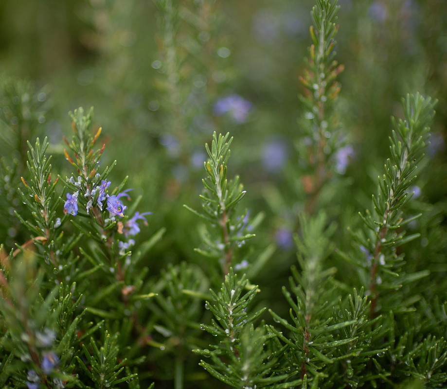 Объектив Canon RF 45mm f/1.2 STM