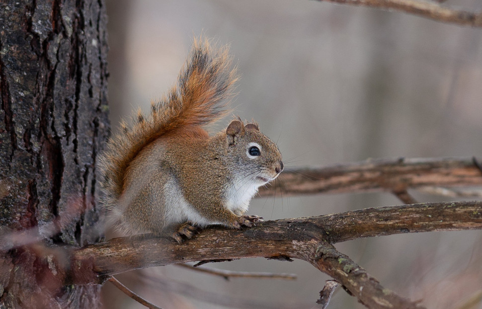 Объектив Sony FE 135mm f/1.8 GM (SEL135F18GM)