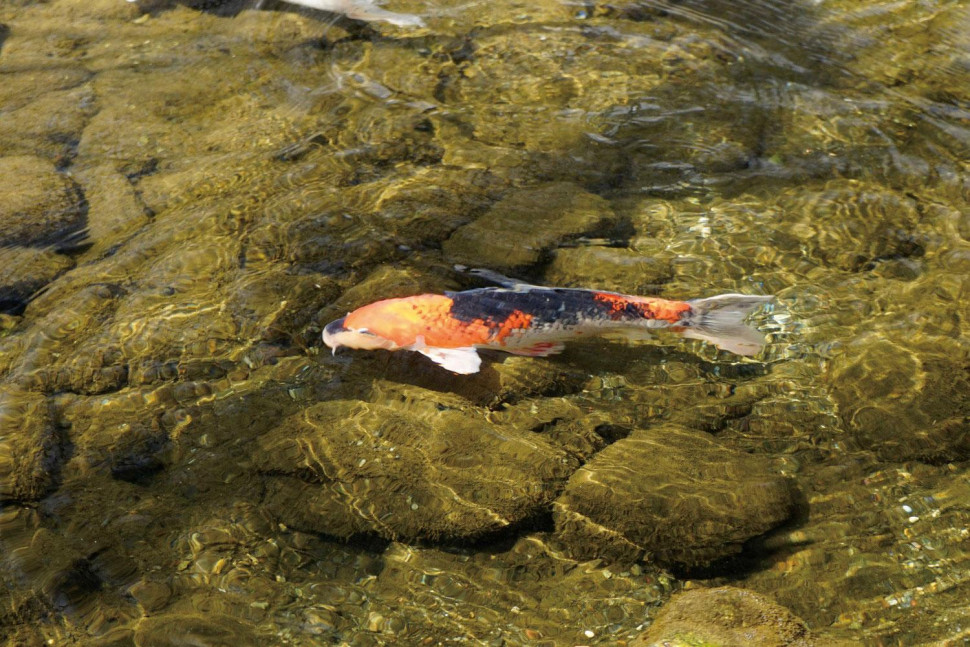 Flama DLP CPL 58mm (like new)