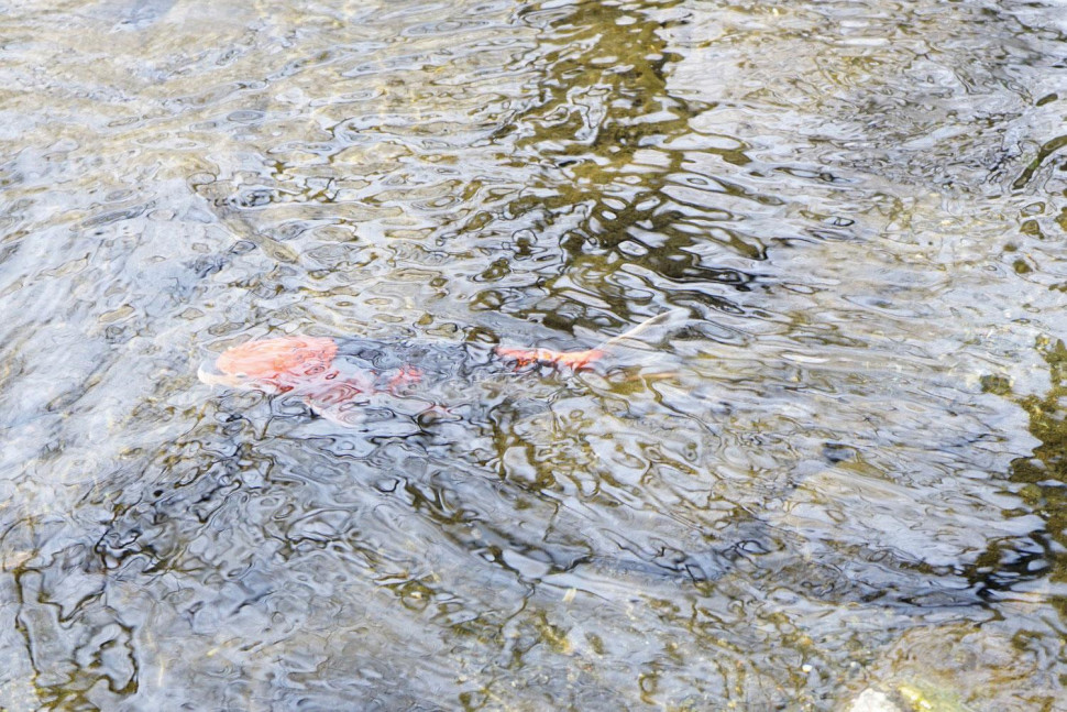 Hoya Pro1 Digital MC PL-C 72mm (состояние 5)