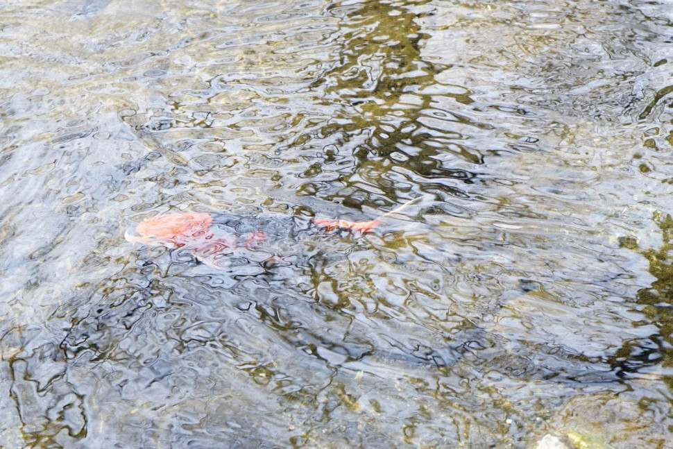 Toshiba SL-C 55mm (like new)