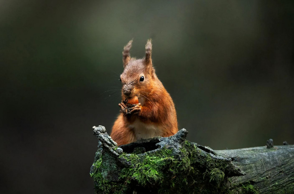 Объектив Sigma 300-600 f/4 DG OS Sports (Sony E)