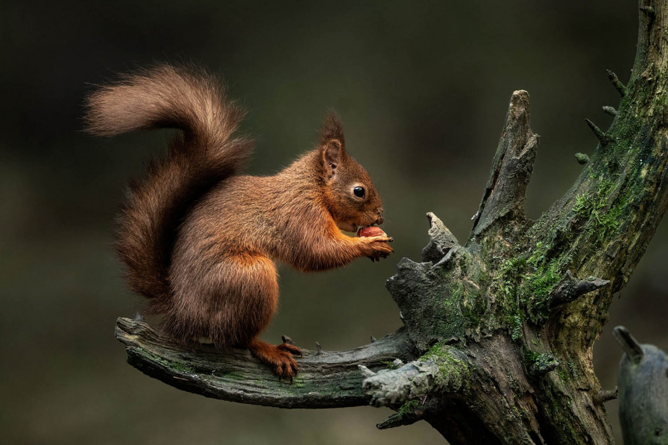 Объектив Sigma 300-600 f/4 DG OS Sports (Sony E)