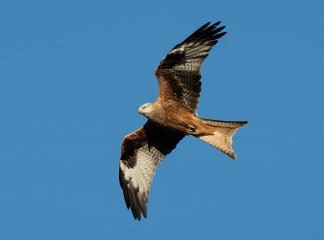 Объектив Sigma 300-600 f/4 DG OS Sports (Sony E)