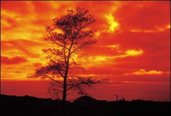 Cokin P662 градиент оранжевый (состояние 4)