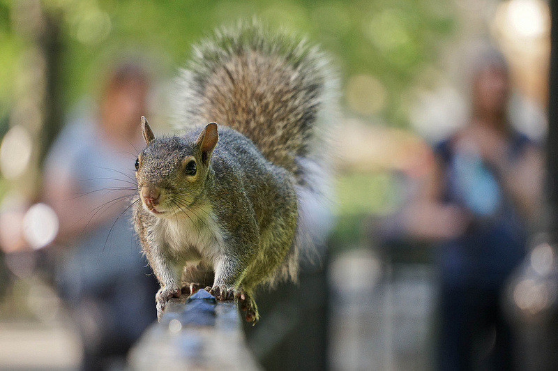 Sony E 55-210mm f/4.5-6.3 OSS