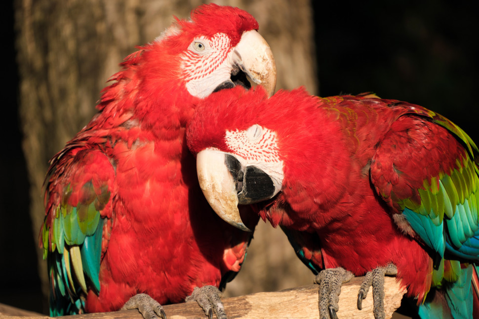 Объектив Tamron 18-300mm f/3.5-6.3 Di III-A VC VXD для Canon RF