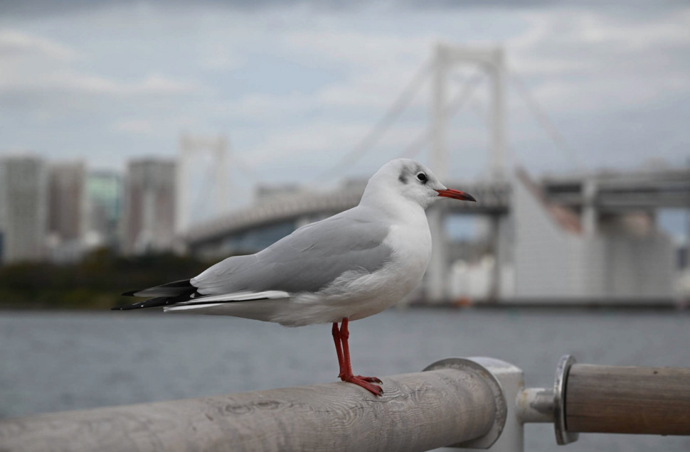 Объектив Nikon Nikkor Z 24-105mm f/4-7.1