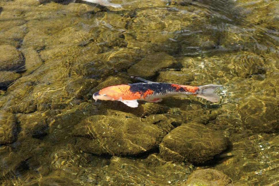 Hoya Pro1 Digital MC PL-C 77mm (состояние 5)